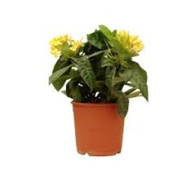 Ixora Mini Yellow